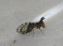 Plega dactylota