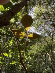 Rhoicissus rhomboidea