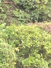 Pachysandra terminalis