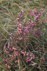 Erica frigida