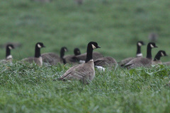Branta hutchinsii leucopareia