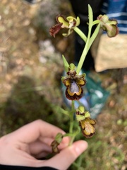 Ophrys speculum