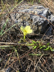 Angadenia