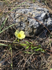 Angadenia
