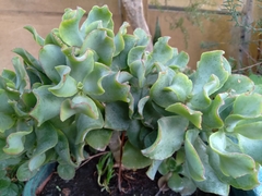 Crassula arborescens undulatifolia