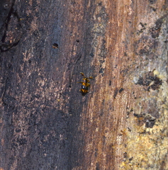 Phymaphora pulchella