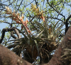 Tillandsia bourgaei