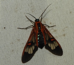 Cosmosoma cingulatum