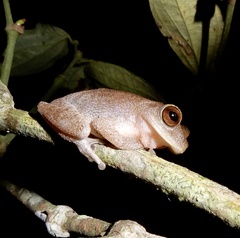 Raorchestes ponmudi