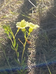 Angadenia