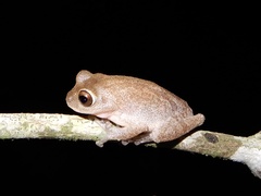 Raorchestes ponmudi