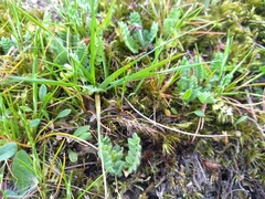 Ornithopus perpusillus