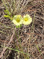 Angadenia