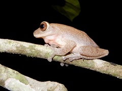 Raorchestes ponmudi