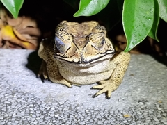 Duttaphrynus melanostictus