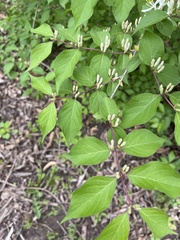 Lonicera maackii