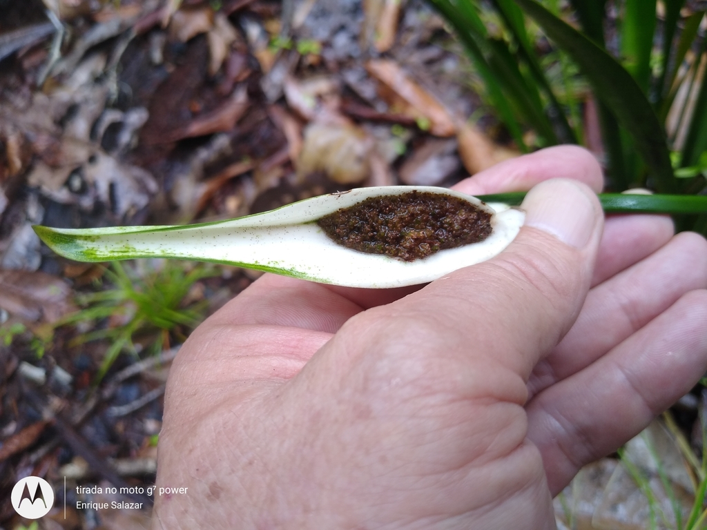 Spathanthus bicolor