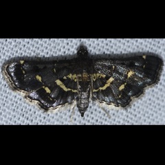 Eurrhyparodes lygdamis