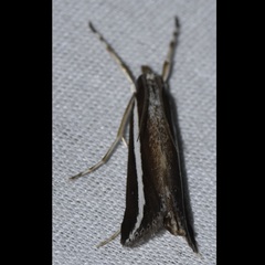 Carectocultus perstrialis