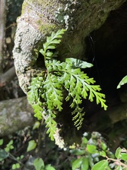 Asplenium theciferum