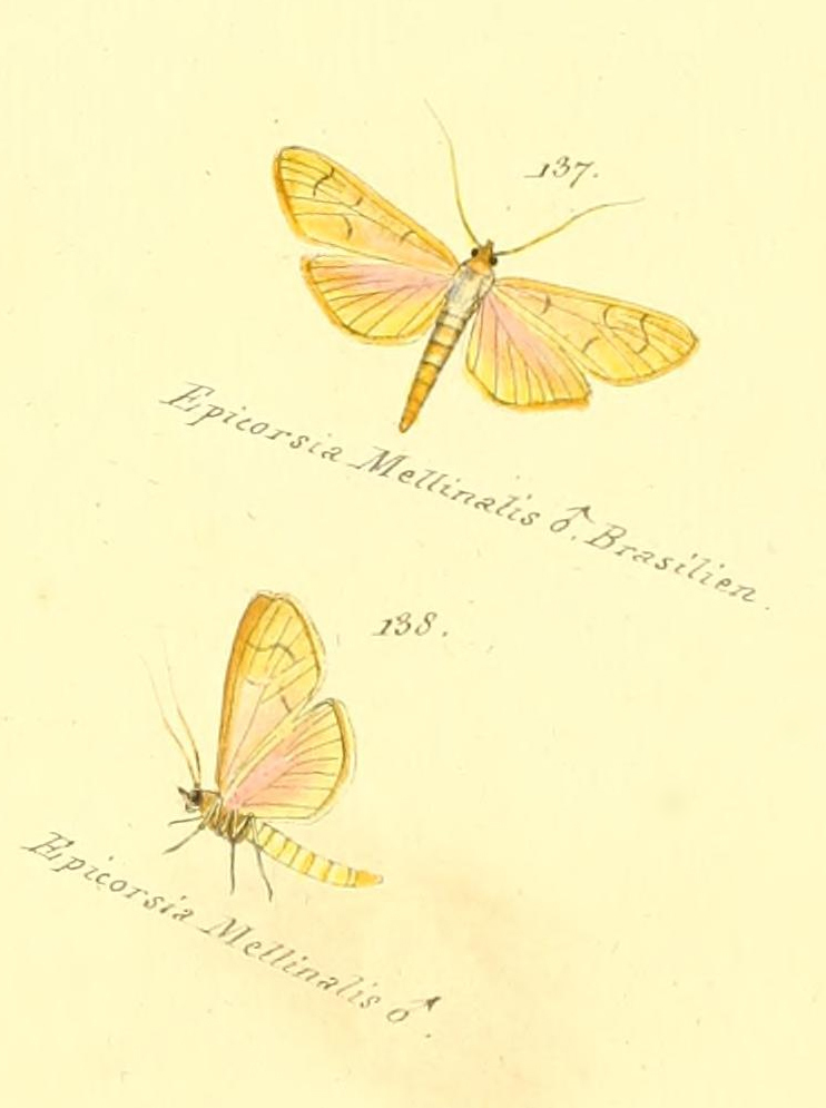 Epicorsia mellinalis