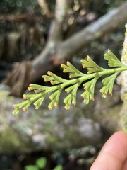 Asplenium theciferum