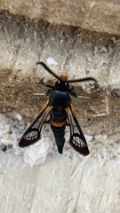 Synanthedon culiciformis