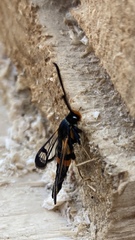 Synanthedon culiciformis