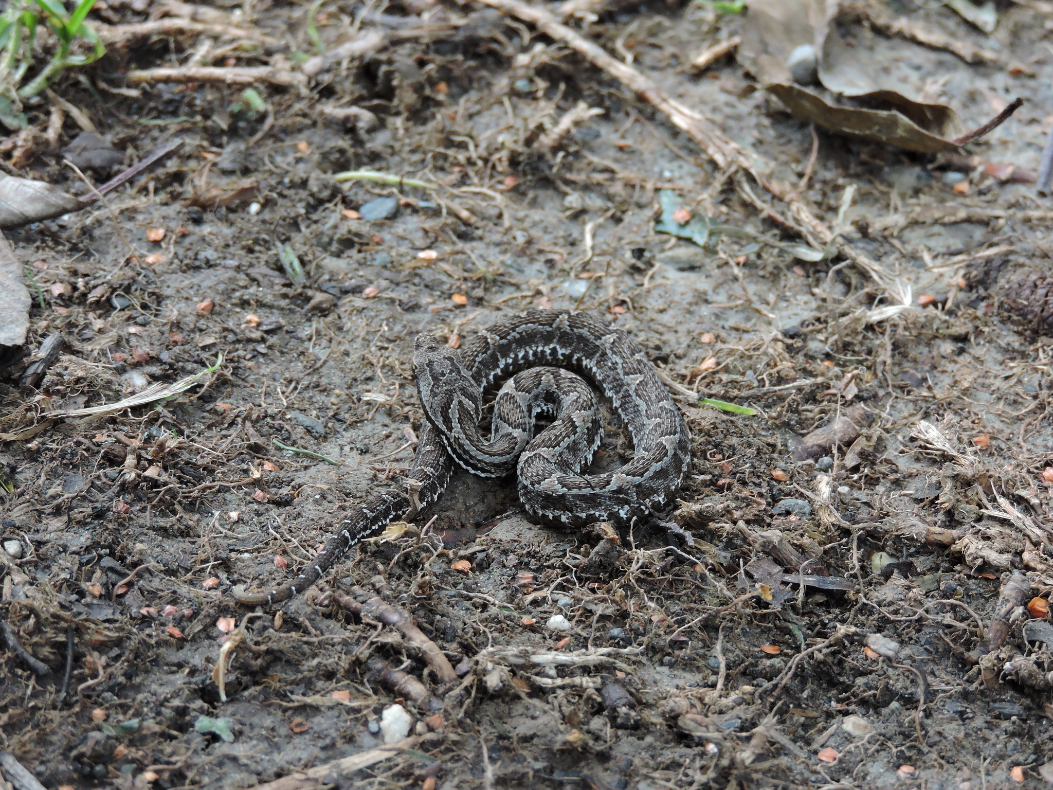 Bothrocophias lojanus image