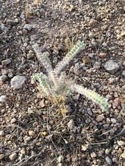 Johnstonella