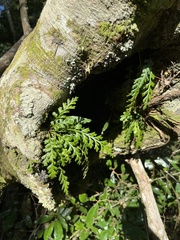 Asplenium theciferum