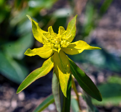 Euphorbia verrucosa