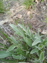 Psephellus sibiricus