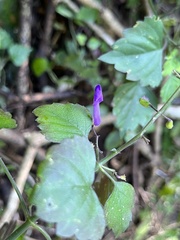 Plectranthus saccatus