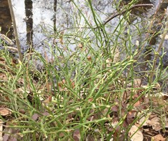Vaccinium myrtillus