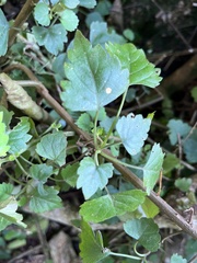 Plectranthus saccatus