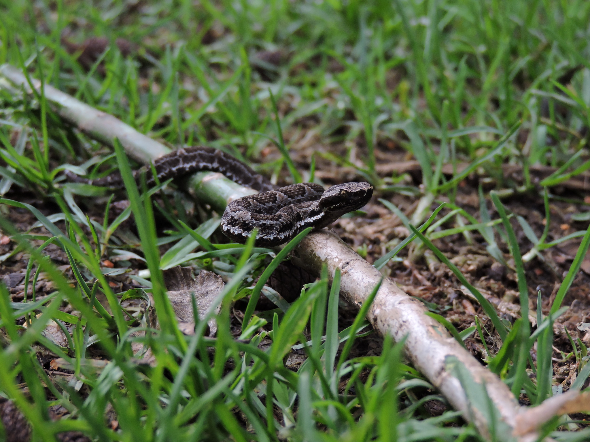 Bothrocophias image