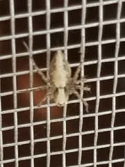 Oxyopes acleistus