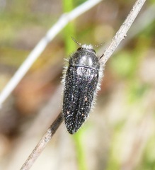 Acmaeodera fenyesi