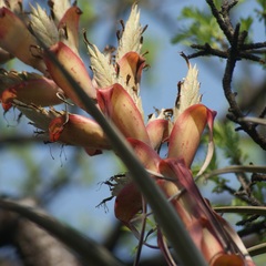 Tillandsia bourgaei