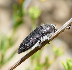 Acmaeodera fenyesi