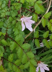 Rubus pungens oldhamii