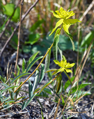 Euphorbia verrucosa