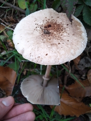 Macrolepiota bonaerensis