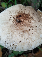 Macrolepiota bonaerensis