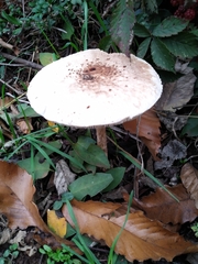 Macrolepiota bonaerensis