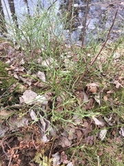 Vaccinium myrtillus