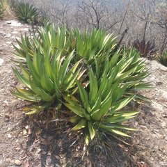 Agave angustiarum