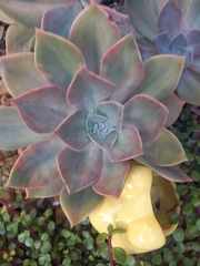 Graptoveria