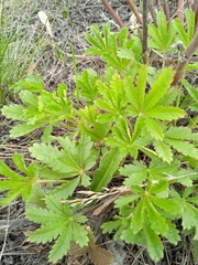 Potentilla humifusa